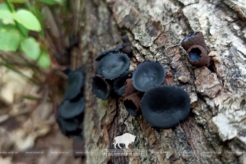 Нереальная красота. В Беловежской пуще показали, как выглядит жизнь на мертвой древесине