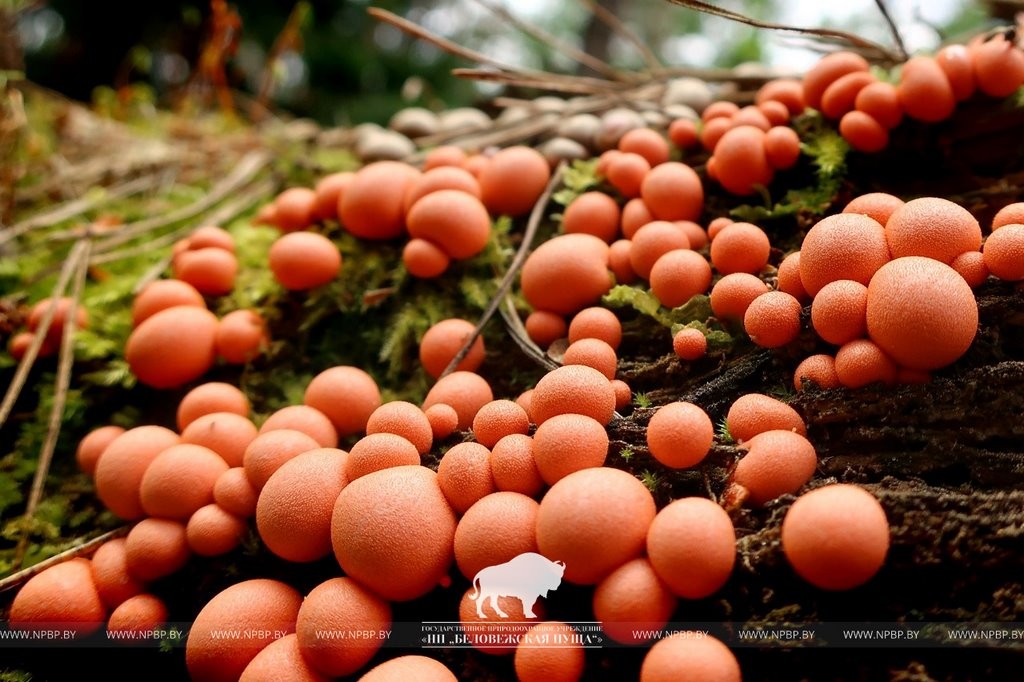 Нереальная красота. В Беловежской пуще показали, как выглядит жизнь на мертвой древесине