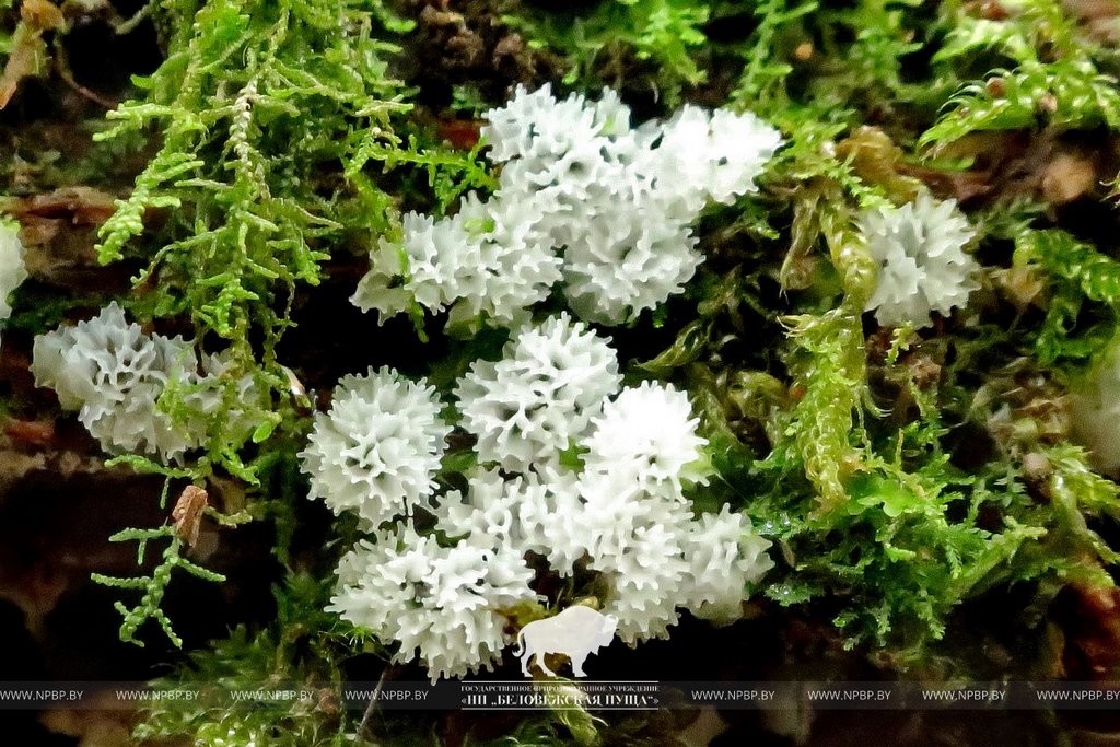 Нереальная красота. В Беловежской пуще показали, как выглядит жизнь на мертвой древесине