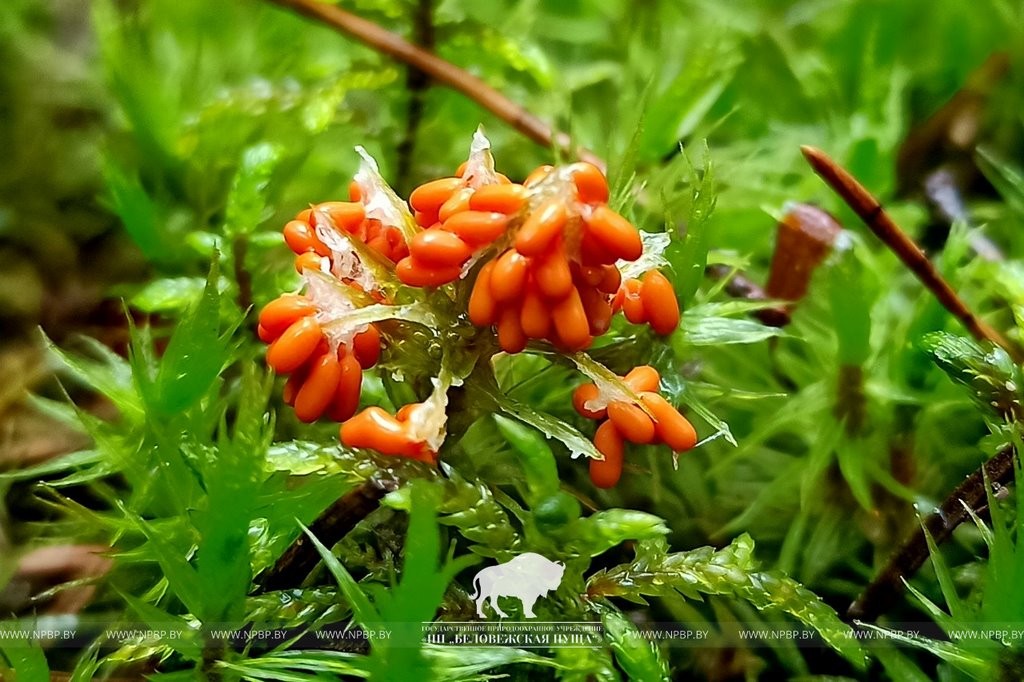 Нереальная красота. В Беловежской пуще показали, как выглядит жизнь на мертвой древесине