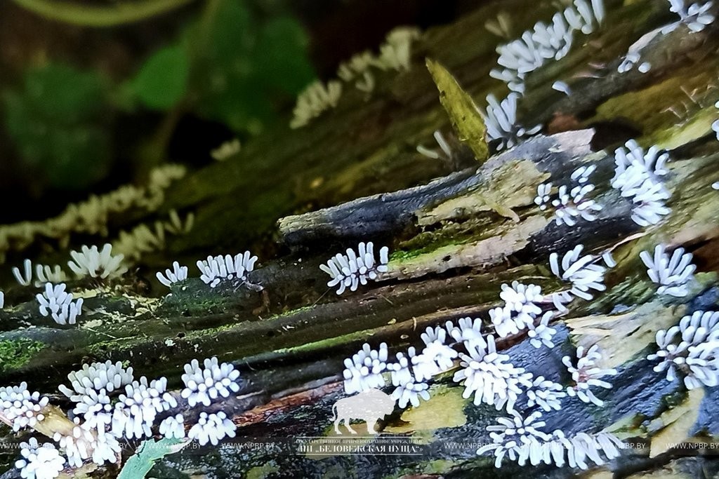 Нереальная красота. В Беловежской пуще показали, как выглядит жизнь на мертвой древесине