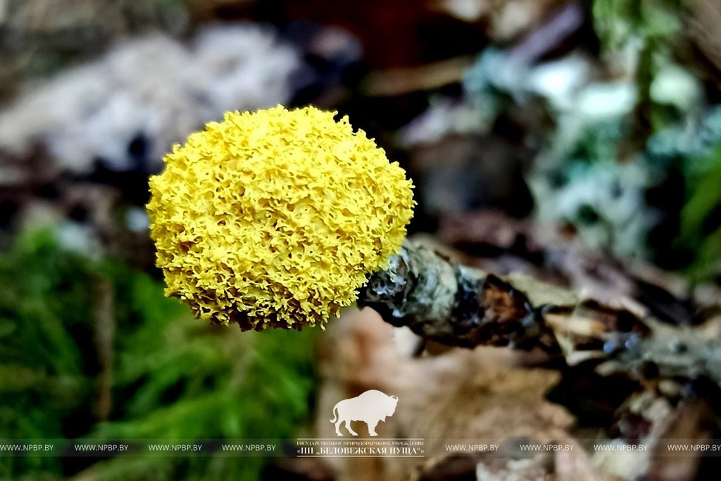 Нереальная красота. В Беловежской пуще показали, как выглядит жизнь на мертвой древесине