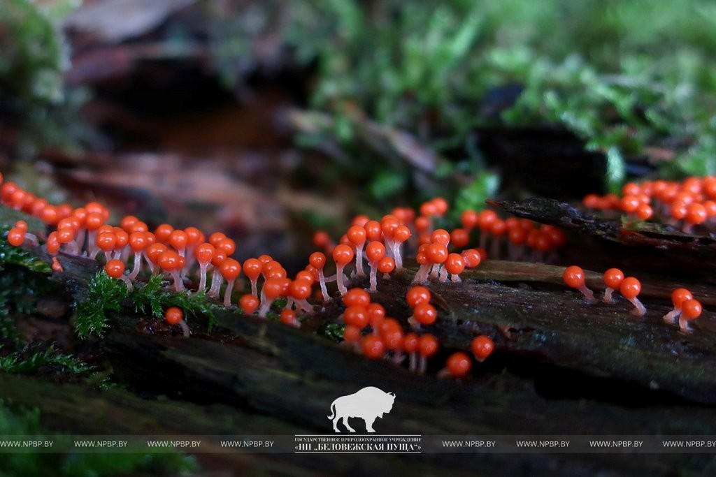 Нереальная красота. В Беловежской пуще показали, как выглядит жизнь на мертвой древесине