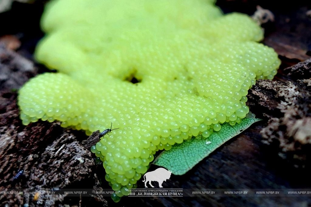 Нереальная красота. В Беловежской пуще показали, как выглядит жизнь на мертвой древесине
