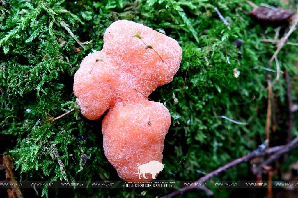 Нереальная красота. В Беловежской пуще показали, как выглядит жизнь на мертвой древесине