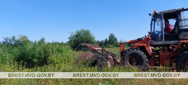 В Брестской области уничтожили порядка 1400 килограммов дикорастущей конопли