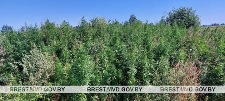 В Брестской области уничтожили порядка 1400 килограммов дикорастущей конопли