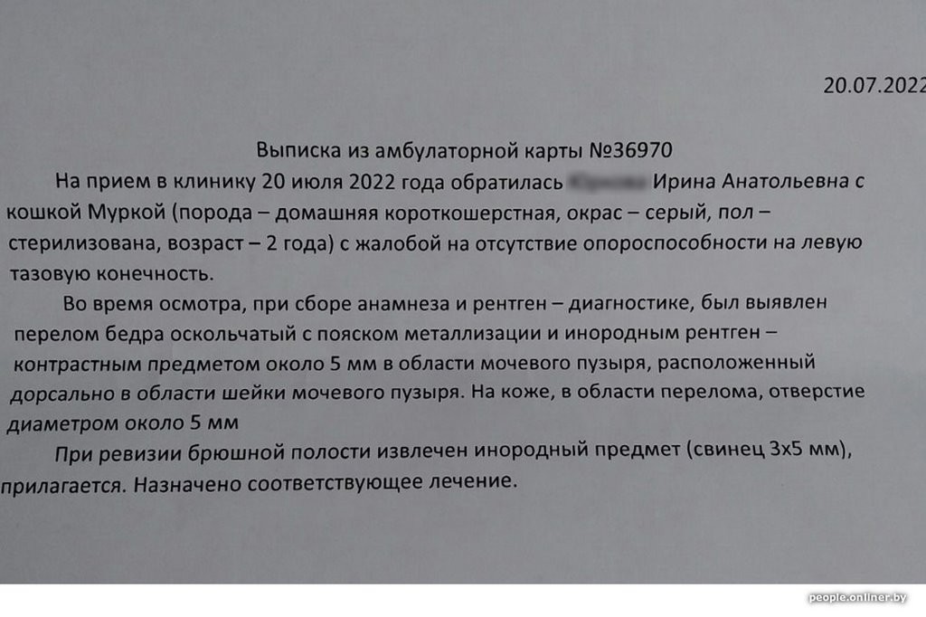 Кошка гуляла по забору и словила пулю из пневматики. Кто за это ответит?