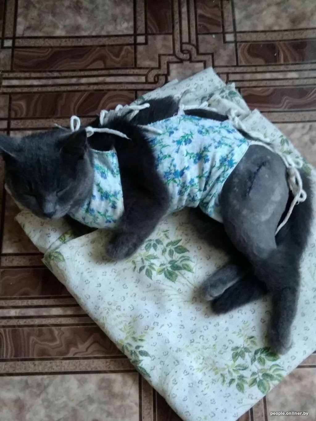 Кошка гуляла по забору и словила пулю из пневматики. Кто за это ответит?