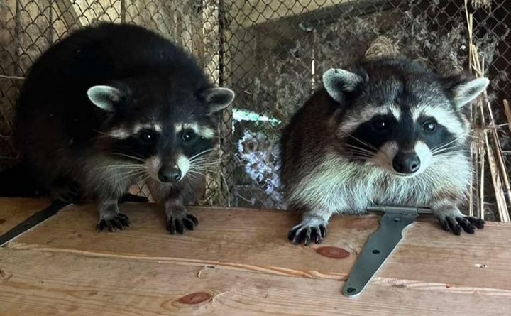 В Бресте в уголке живой природы городского парка поселились еноты 