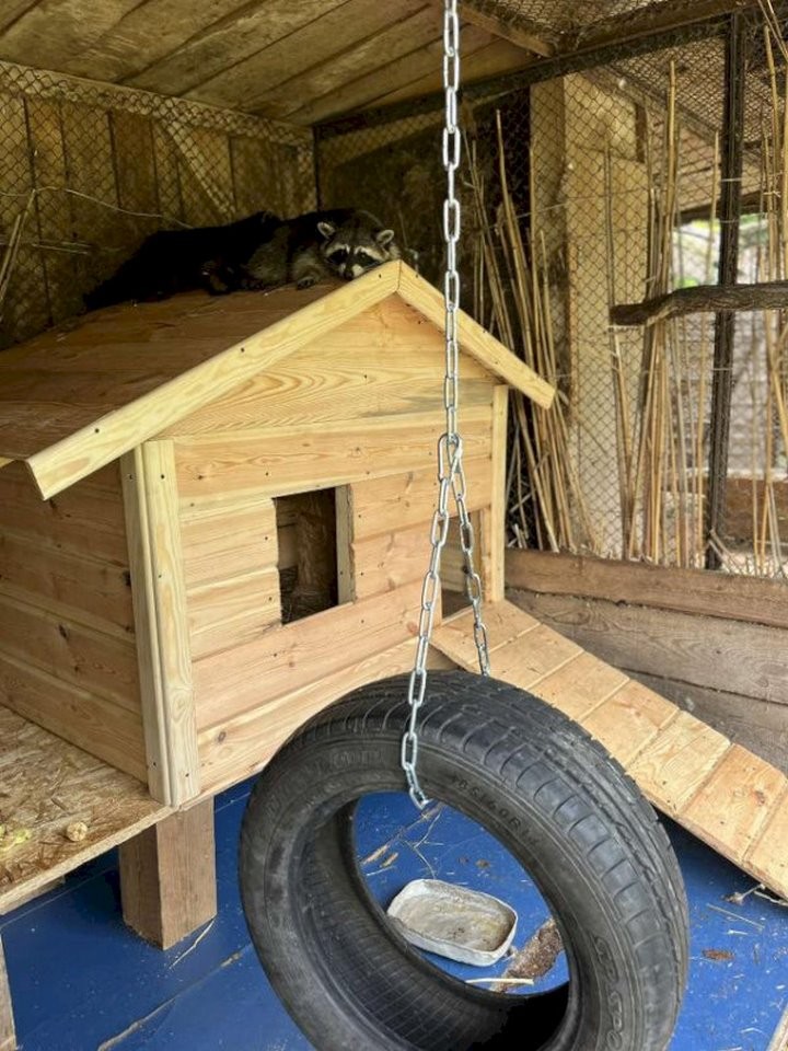 В Бресте в уголке живой природы городского парка поселились еноты 