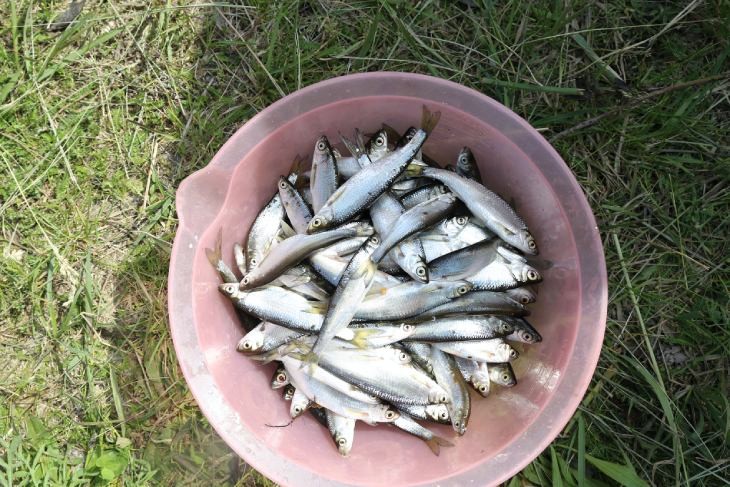 В Кобрине прошли рыболовные соревнования между предприятиями — лучшие рыбаки работают на хлебозаводе