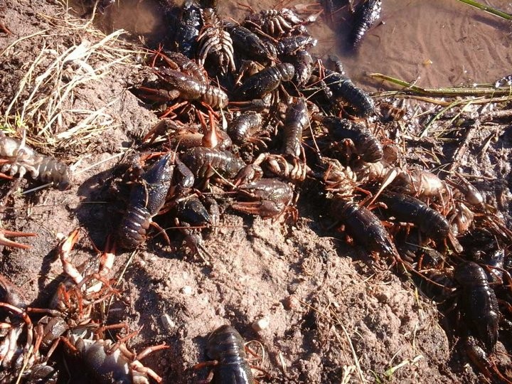 В водохранилище Березовского района зафиксирован мор раков