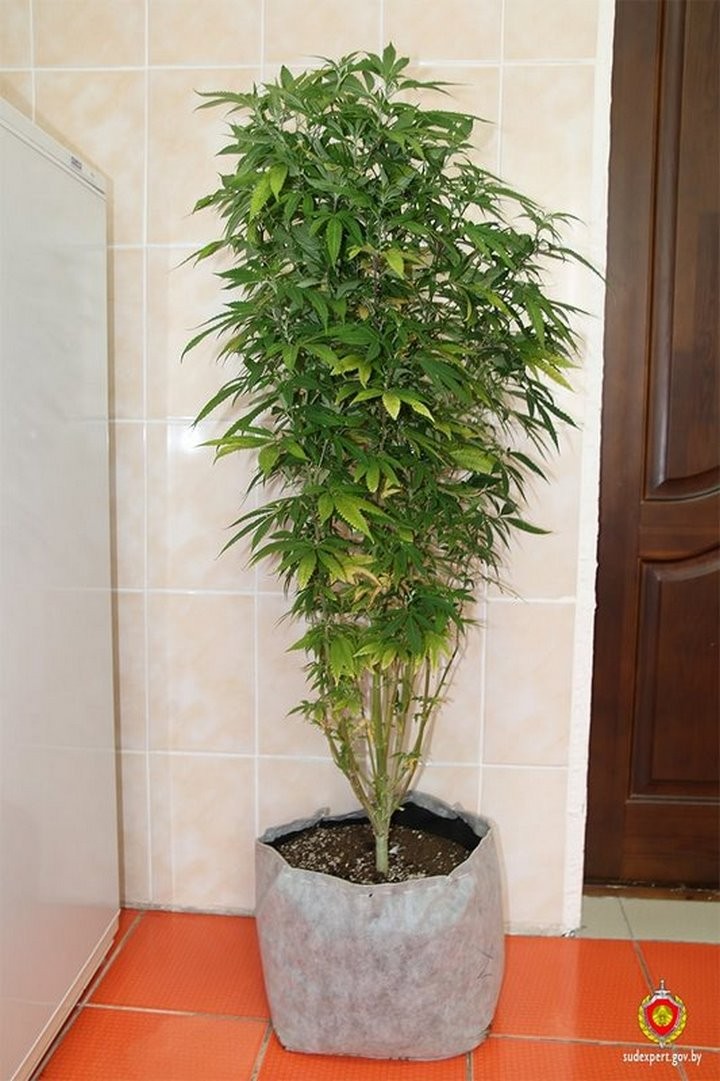 Брестчанин на даче выращивал коноплю