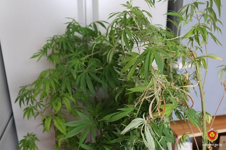 Брестчанин на даче выращивал коноплю