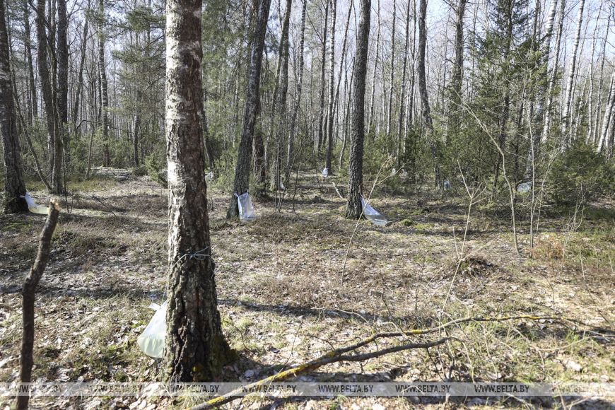 Южные лесхозы Брестской области начали продавать березовый сок населению