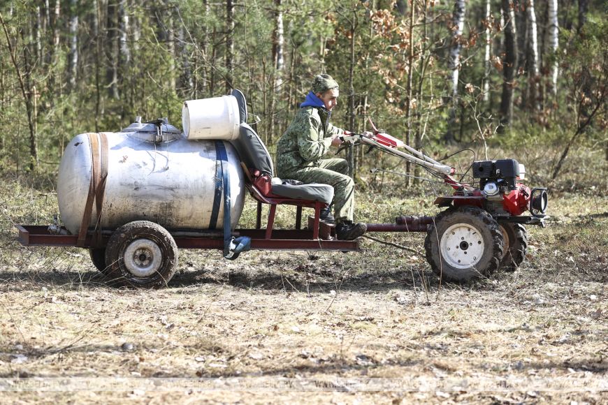 Южные лесхозы Брестской области начали продавать березовый сок населению