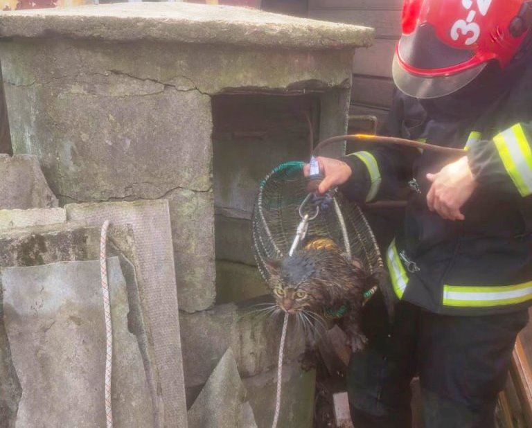 В Барановичах спасли кота, который оказался в колодце