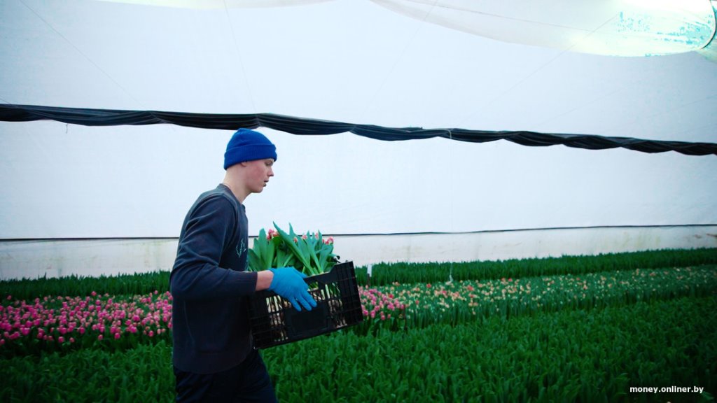 Как парень из Брестской области делает бизнес на тюльпанах