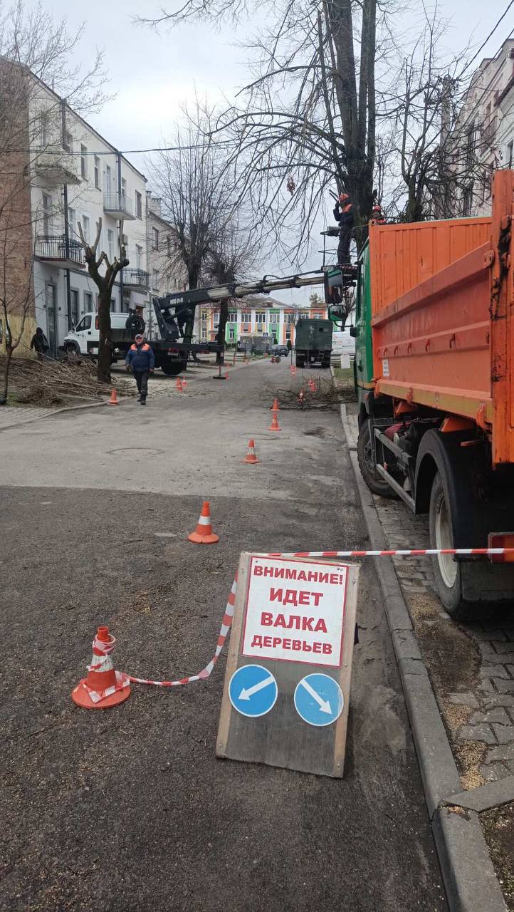 В Бресте ведутся плановые работы по обрезке и удалению опасных деревьев