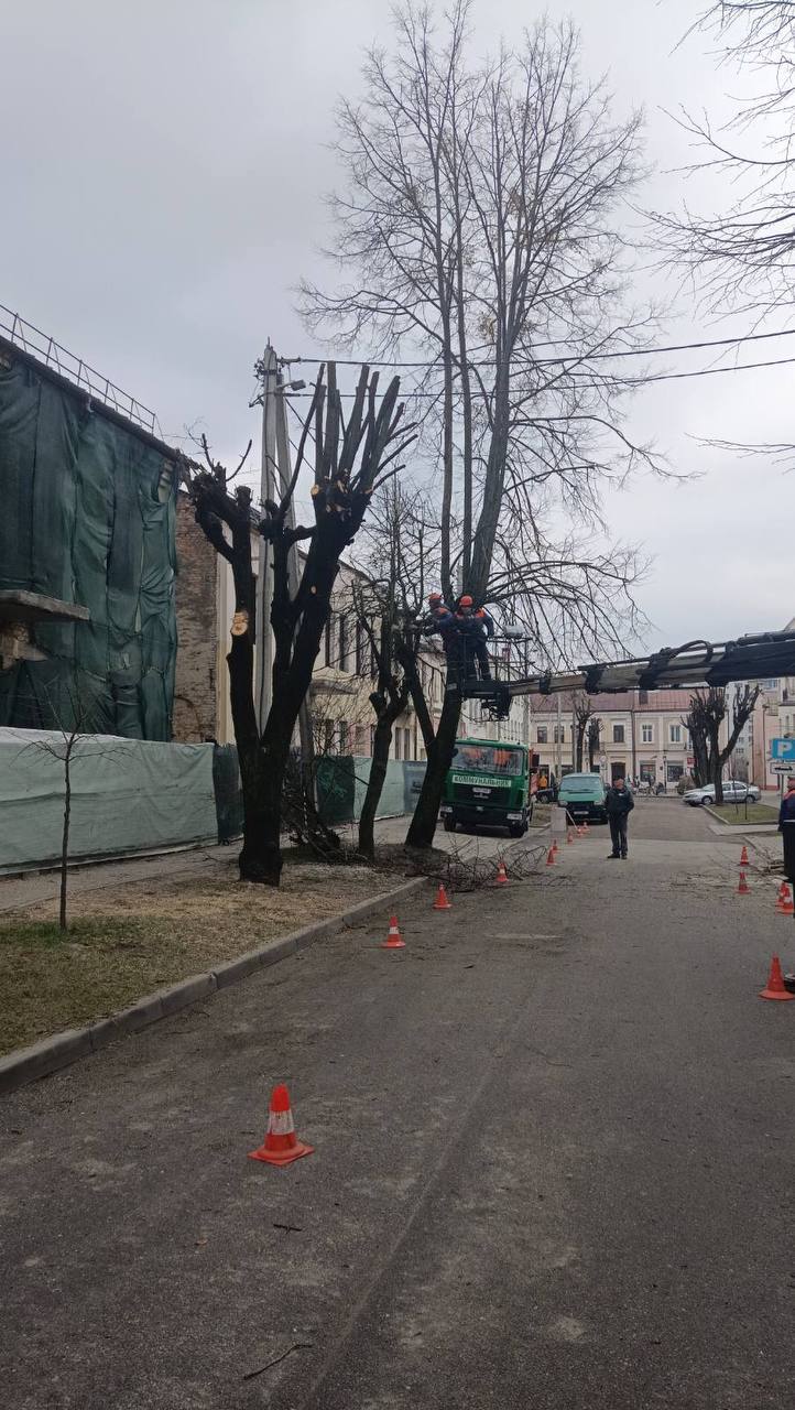 В Бресте ведутся плановые работы по обрезке и удалению опасных деревьев
