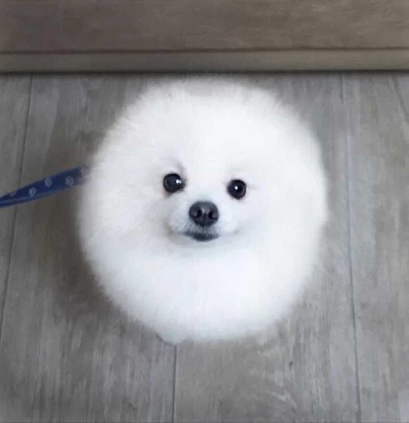 Узнали, почему шпица постричь дороже, чем мужчину. Грумер раскрыла нюансы ценообразования