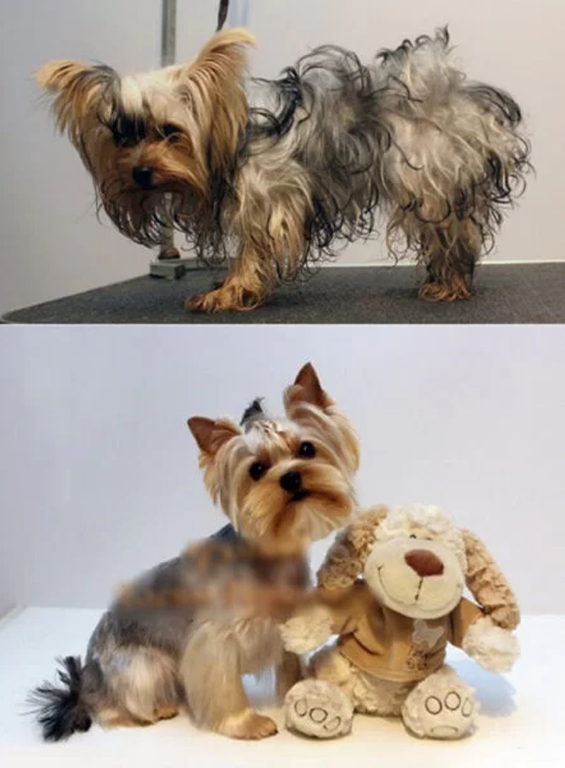 Узнали, почему шпица постричь дороже, чем мужчину. Грумер раскрыла нюансы ценообразования