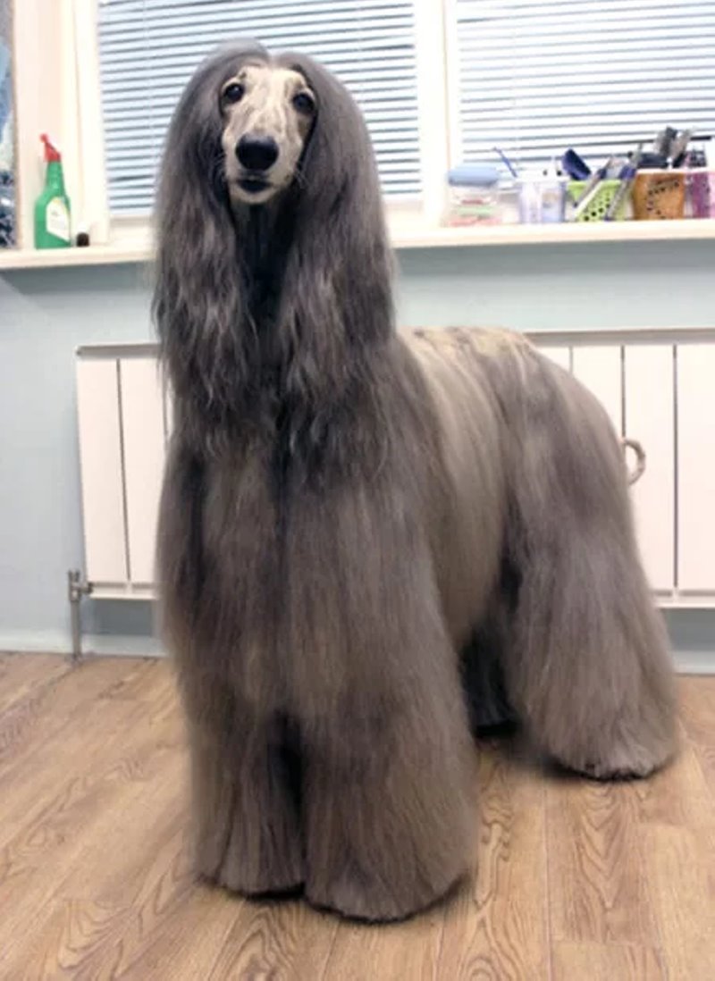 Узнали, почему шпица постричь дороже, чем мужчину. Грумер раскрыла нюансы ценообразования