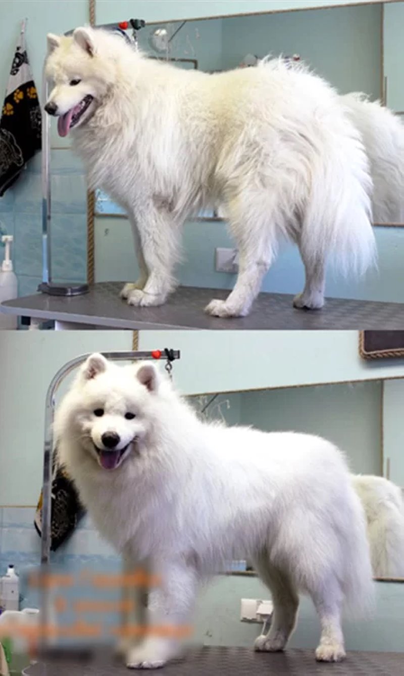 Узнали, почему шпица постричь дороже, чем мужчину. Грумер раскрыла нюансы ценообразования