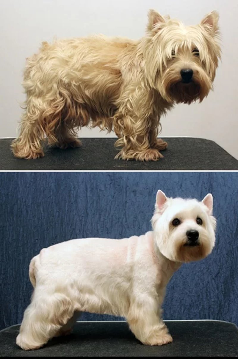 Узнали, почему шпица постричь дороже, чем мужчину. Грумер раскрыла нюансы ценообразования