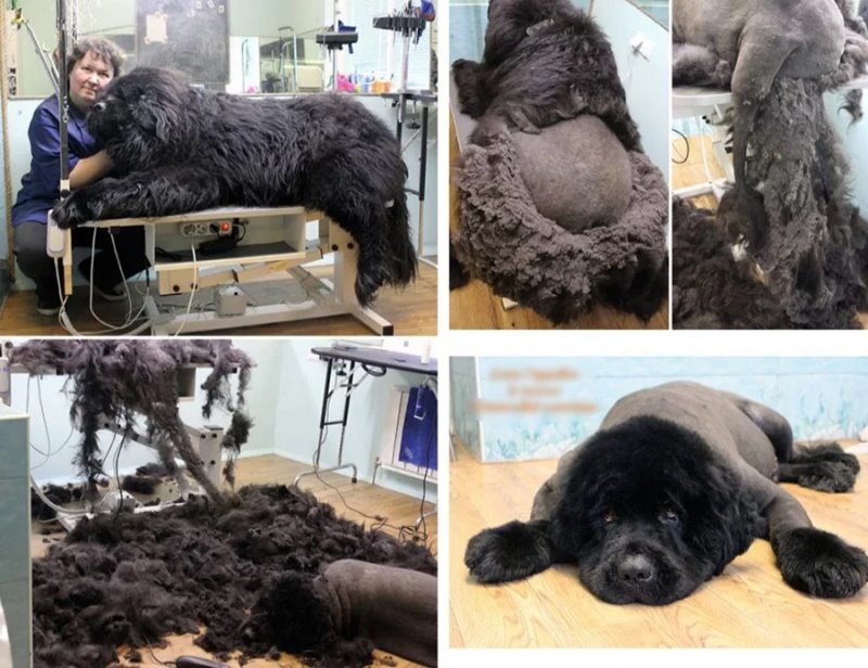 Узнали, почему шпица постричь дороже, чем мужчину. Грумер раскрыла нюансы ценообразования