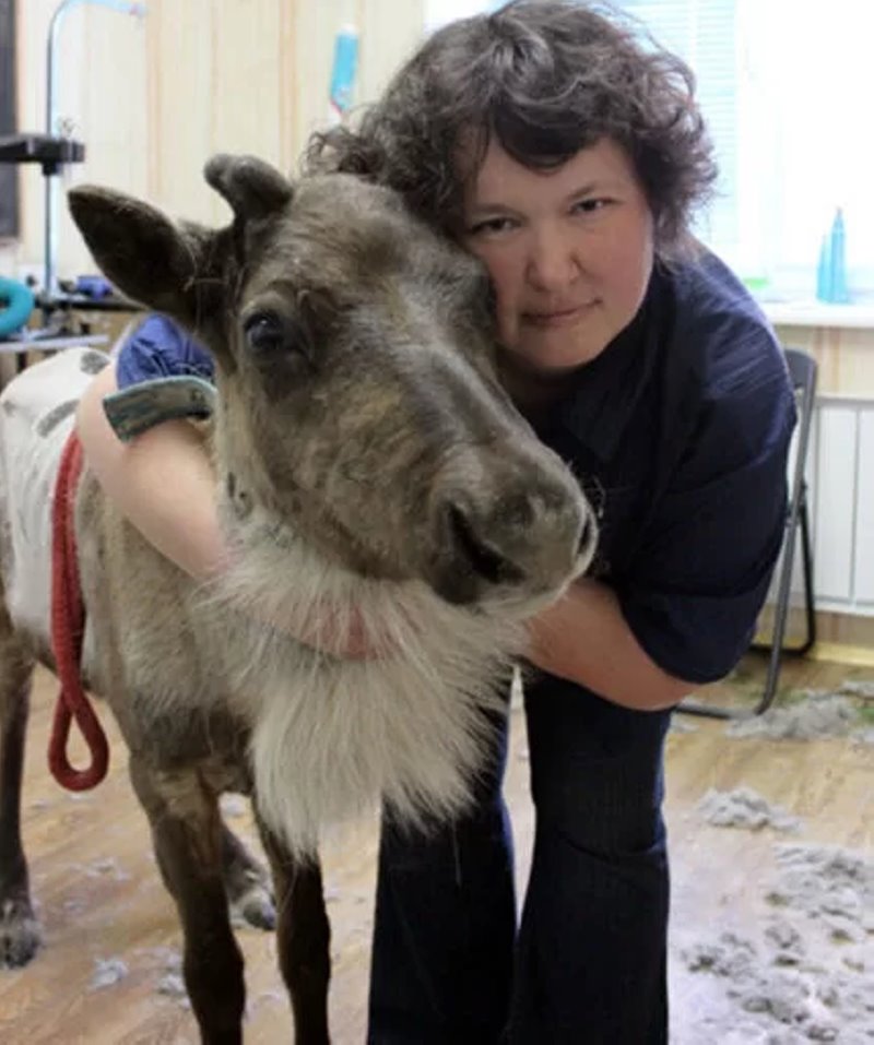 Узнали, почему шпица постричь дороже, чем мужчину. Грумер раскрыла нюансы ценообразования