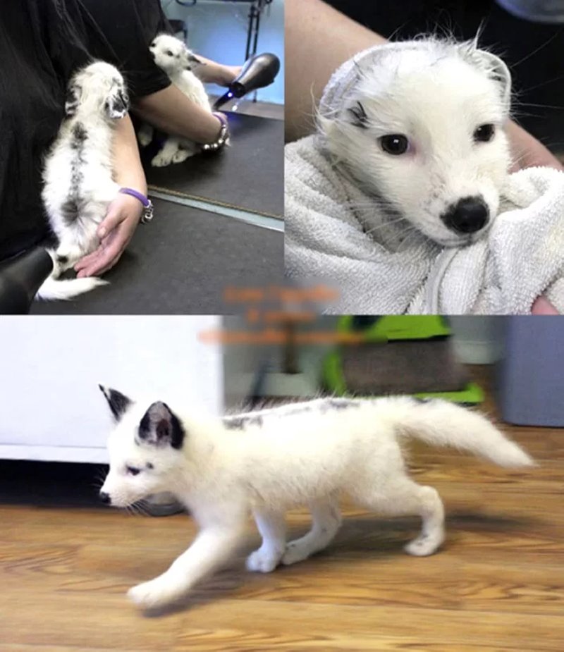 Узнали, почему шпица постричь дороже, чем мужчину. Грумер раскрыла нюансы ценообразования