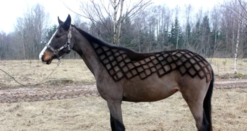 Узнали, почему шпица постричь дороже, чем мужчину. Грумер раскрыла нюансы ценообразования