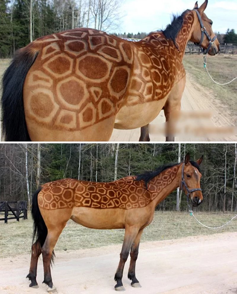 Узнали, почему шпица постричь дороже, чем мужчину. Грумер раскрыла нюансы ценообразования