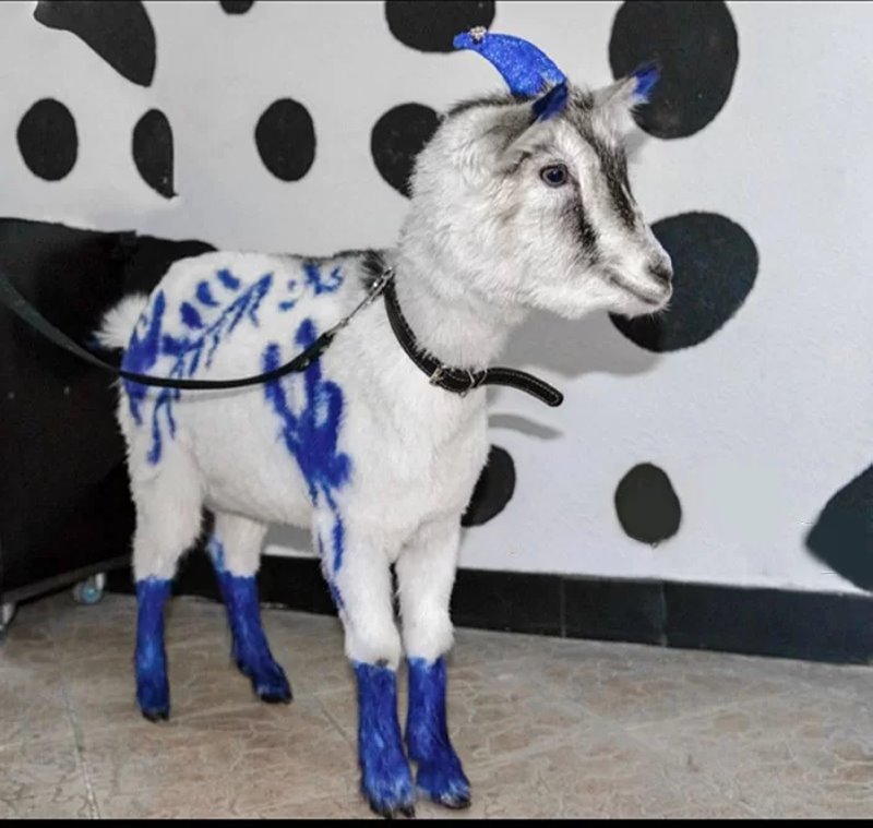 Узнали, почему шпица постричь дороже, чем мужчину. Грумер раскрыла нюансы ценообразования