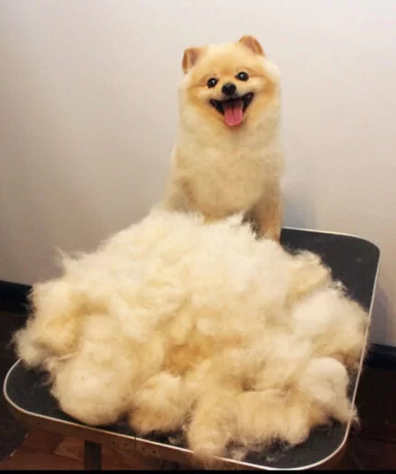 Узнали, почему шпица постричь дороже, чем мужчину. Грумер раскрыла нюансы ценообразования