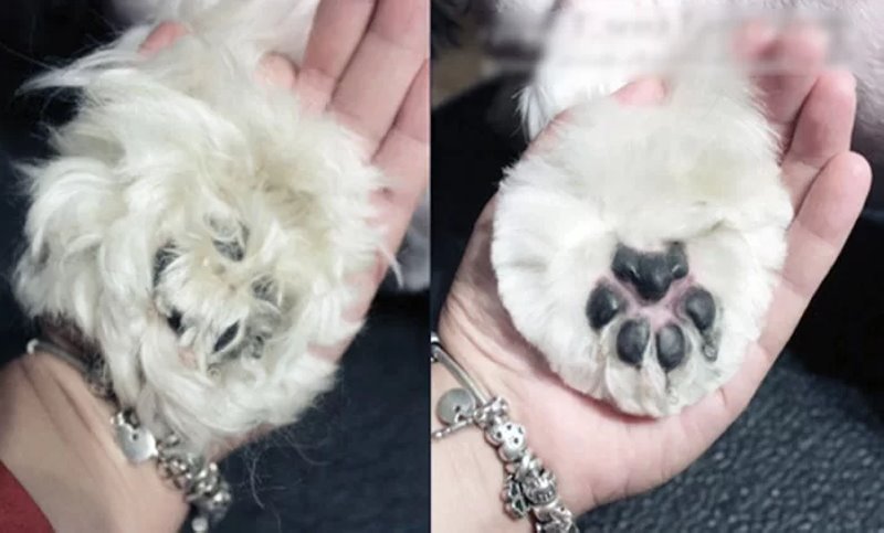 Узнали, почему шпица постричь дороже, чем мужчину. Грумер раскрыла нюансы ценообразования