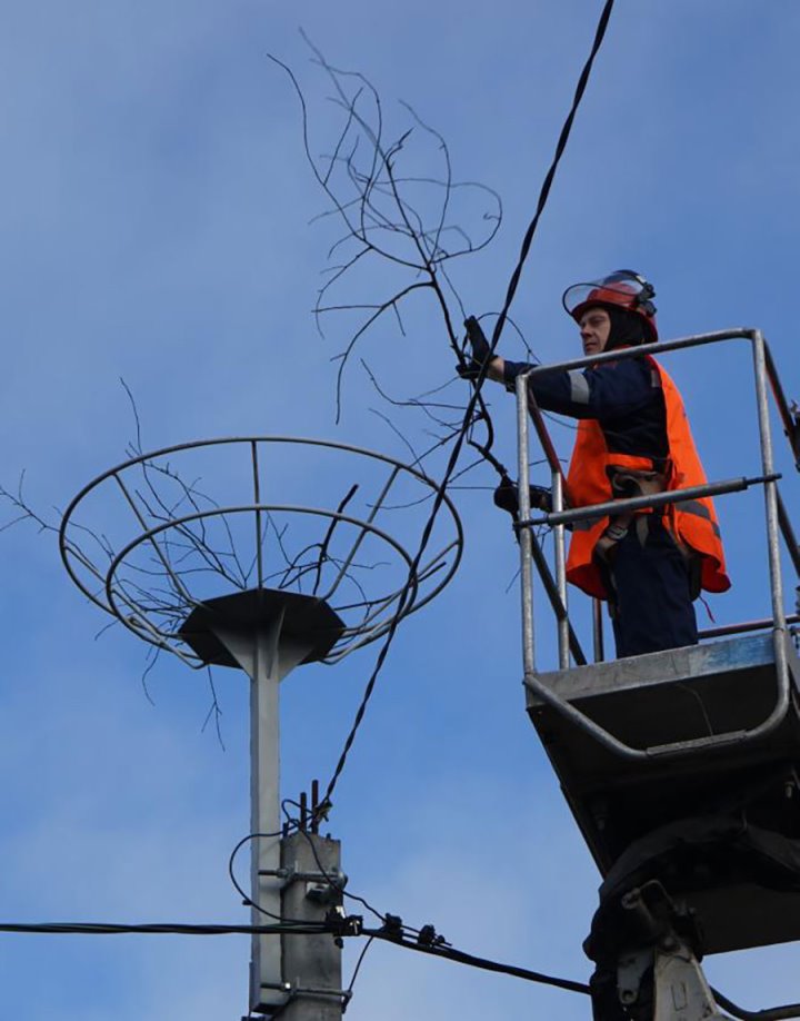 Необычные «квартиры» для аистов создают в Бресте