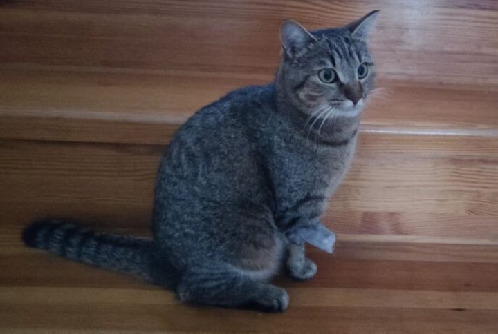 Белорус рассказал, как его кошка заразилась бешенством и почему ее не удалось спасти