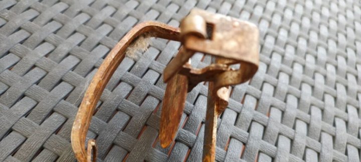 Белорус рассказал, как его кошка заразилась бешенством и почему ее не удалось спасти