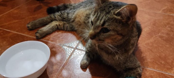 Белорус рассказал, как его кошка заразилась бешенством и почему ее не удалось спасти