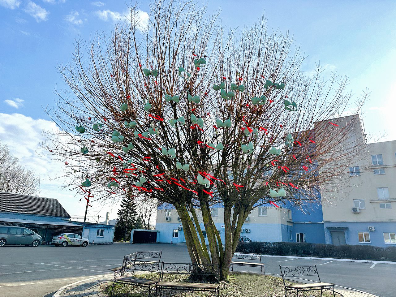 В Беларуси «расцвело» дерево из лифчиков. Где на него посмотреть?