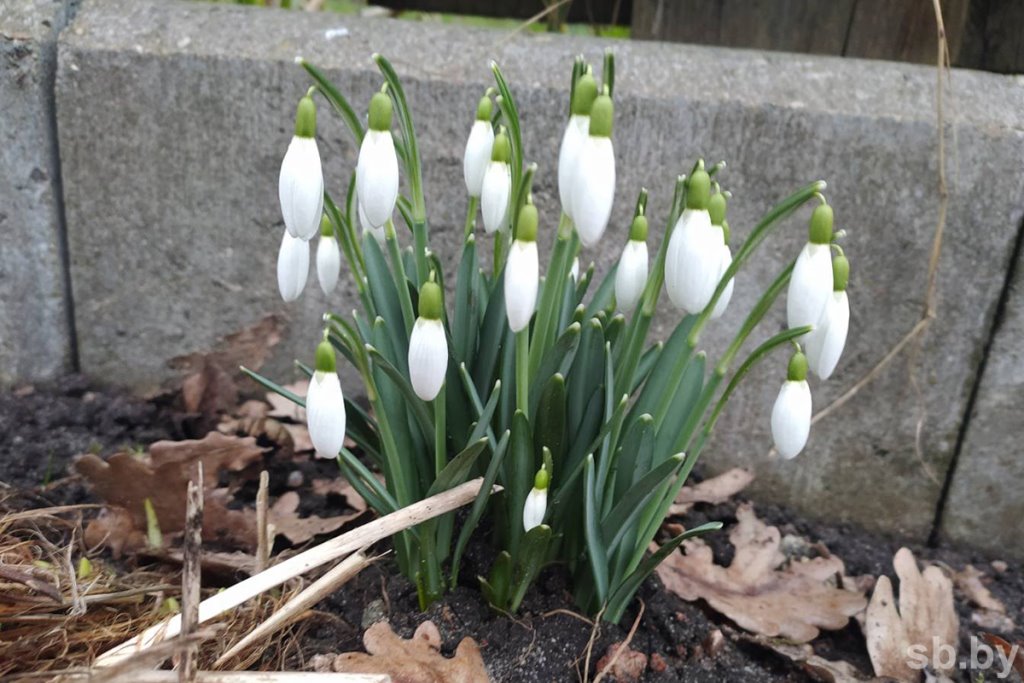 В Бресте зацвели первоцветы