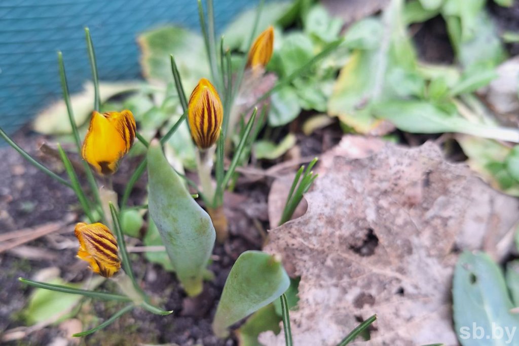 В Бресте зацвели первоцветы