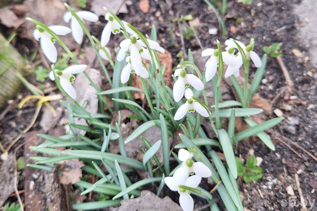 В Бресте зацвели первоцветы
