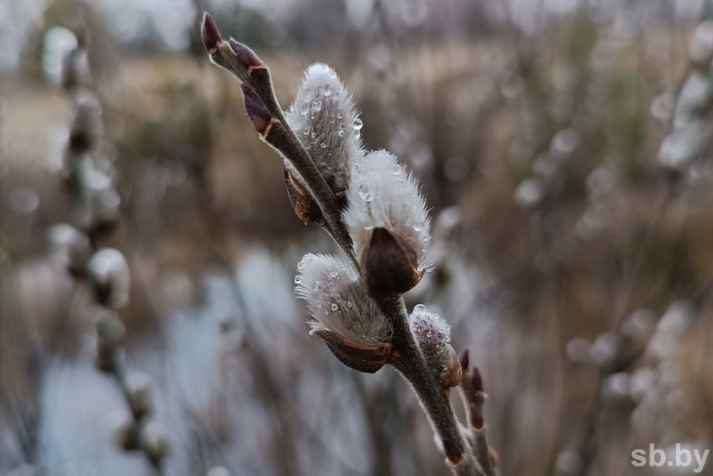 В Бресте зацвели первоцветы