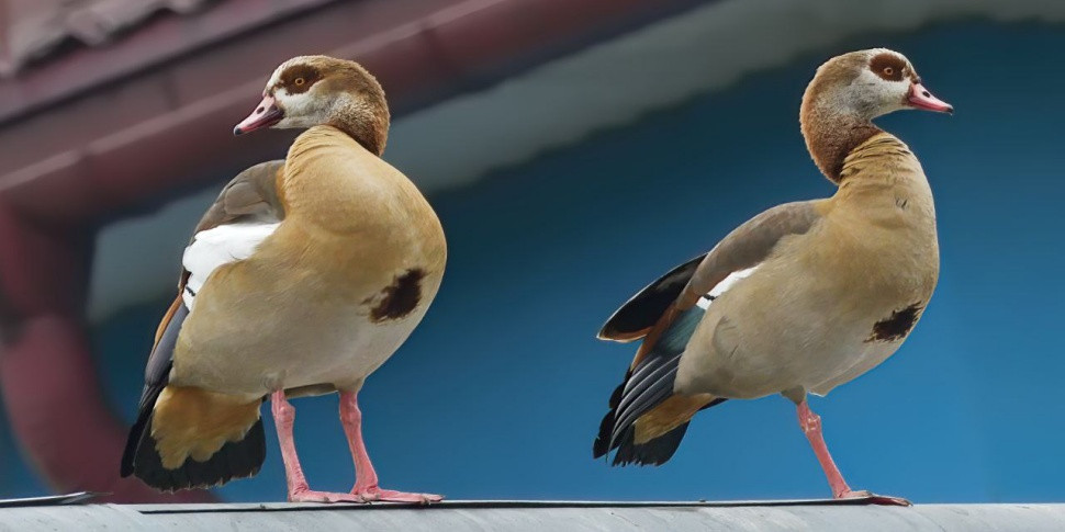 В Беларуси заметили очень редкую птицу. Но это не повод для радости