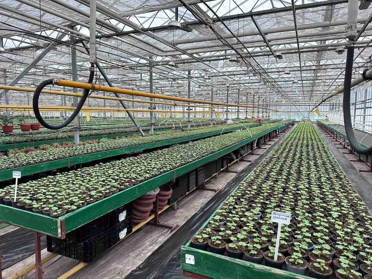 В Бресте планируют высадить более 500 тысяч цветов