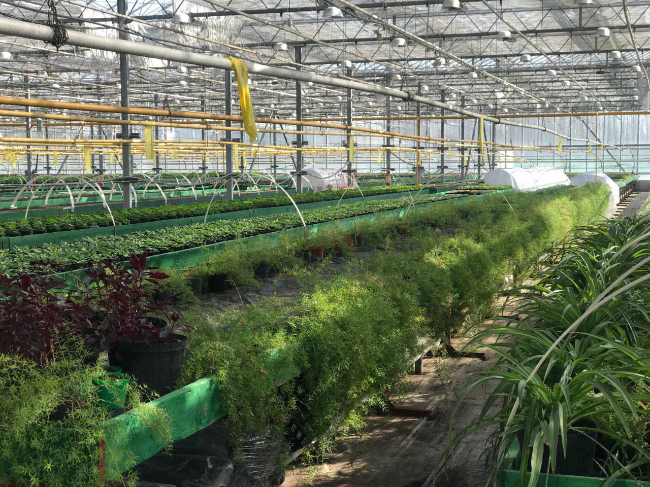 В Бресте планируют высадить более 500 тысяч цветов